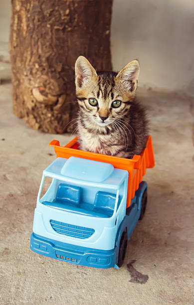 istock Kitten sitting inside blue toy truck 496637434