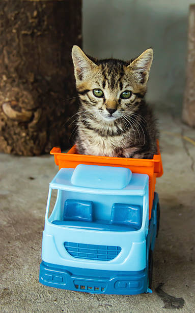 Kitten sitting inside blue toy truck