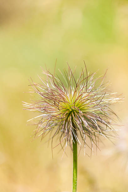 istock Seed Head of European Pasqueflower 496637890
