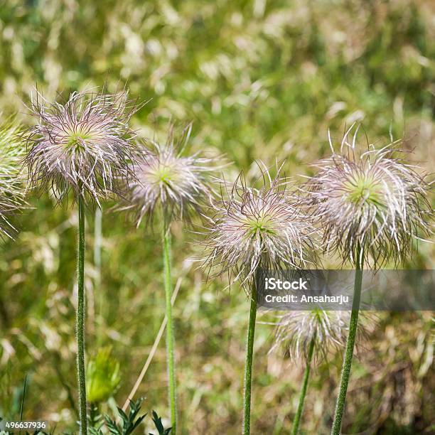 Seed Heads Of European Pasqueflower Stock Photo - Download Image Now - 2015, Andorra, Anemone Flower