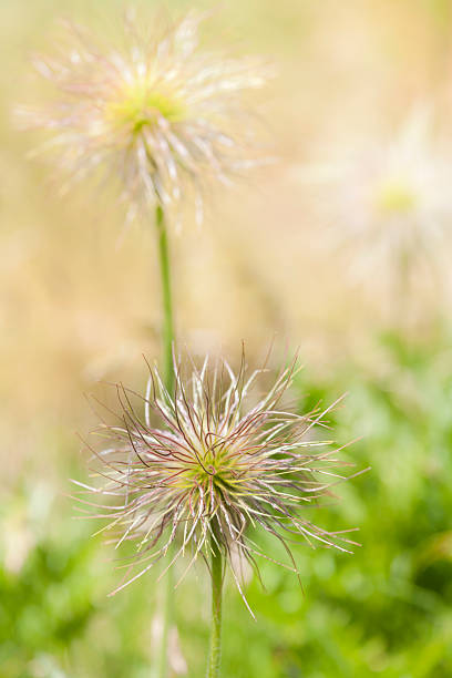 istock Seed Heads of European Pasqueflower 496637964