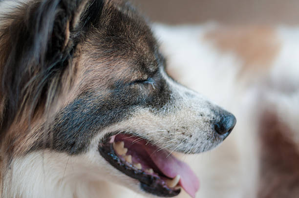 istock Happy smiling dog looking up . 496638072