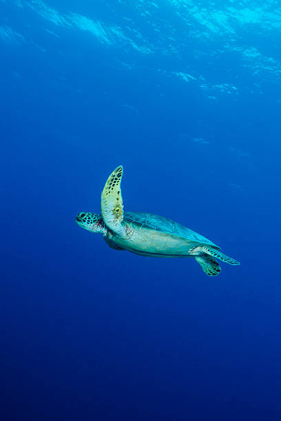 zielony żółw szylkretowy na morze lub żółwi morskich-palau - sea turtle coral turtle green sea turtle zdjęcia i obrazy z banku zdjęć