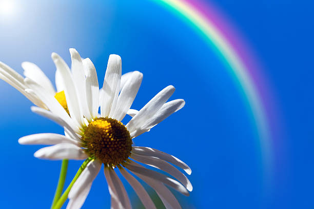 istock Beautiful daisy in the sunlight against the blue sky 496638720