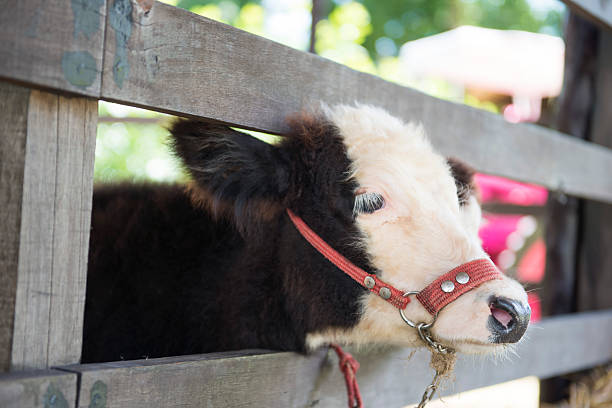 istock pygmy goat at the petting zoo 496638798