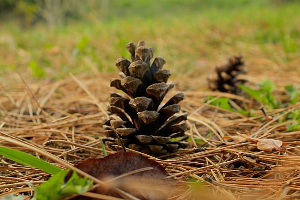 istock Two pine cones and dry needles, autumn season 496639776