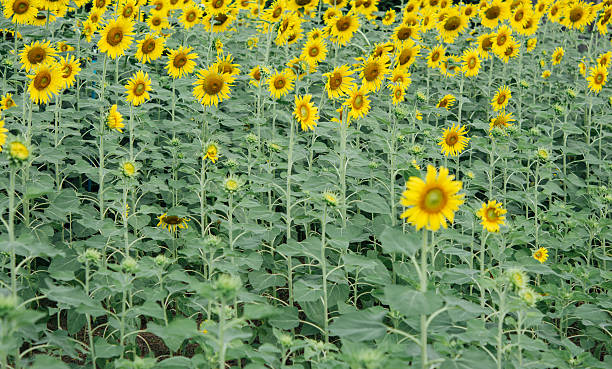 Sunflower field. stock photo