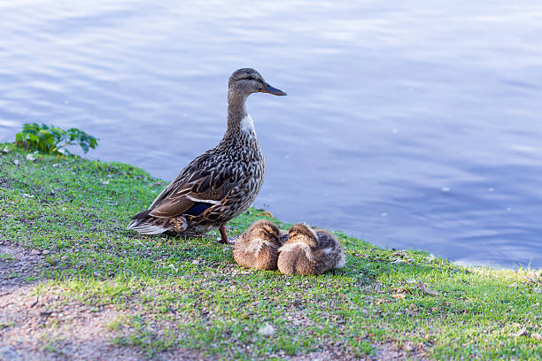 Mother Duck With two  Newborn Babies (chicks), near a lake