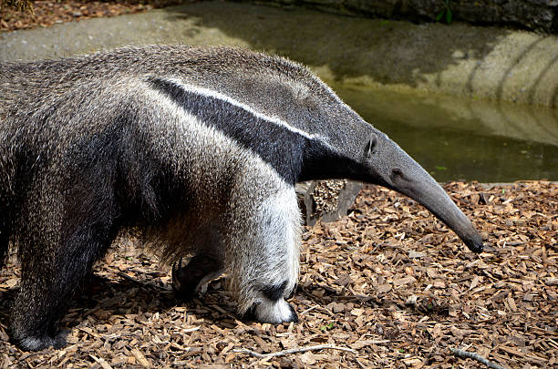 istock Roaming Giant Anteater 496640632