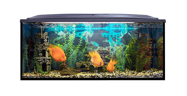 istock Beautiful aquarium with sea fish on a white background 496641188
