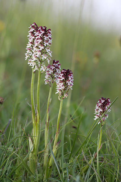 burnt orchid burnt orchid orchis ustulata stock pictures, royalty-free photos & images
