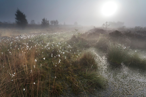 sunrise over misty swamp with cotton grass in spring
