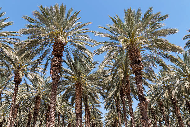 Palm Trees in the Jordan Valley - Israel