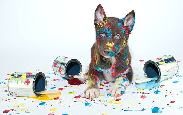 pintado de cachorro - paint can fotografías e imágenes de stock