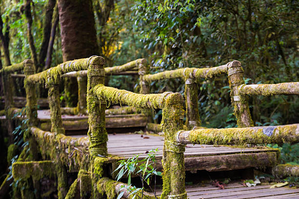 istock Ang Ka Nature Trail at Doi Inthanon National Park 496645949