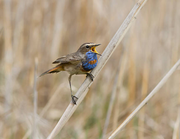 istock The male red starry Bluethroat singing on a branch cane. 496646115
