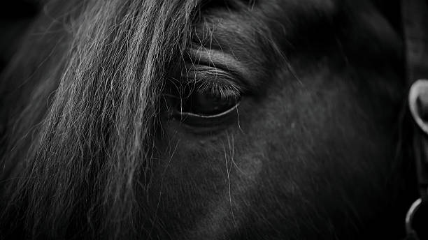 istock Eye of a horse. 496647393