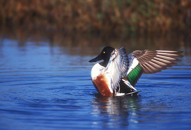 istock Male Shoveler Flaring Wings 496647777