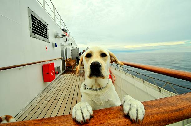 istock Cute dog on cruise ship 496647931