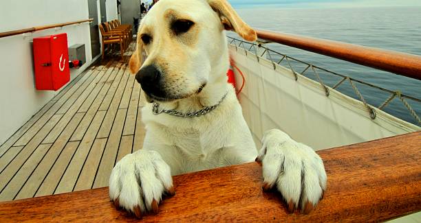 istock cute dog on cruise ship 496647933