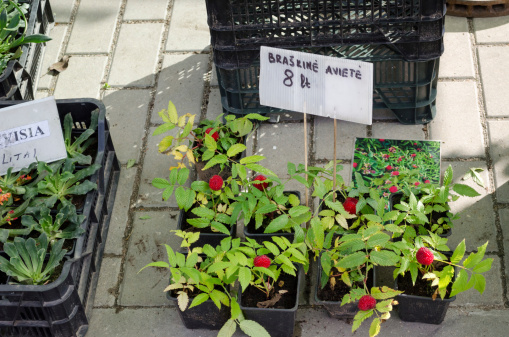 strawberry raspberry (Rubus illecebrosus) seedling in small black pots in street market