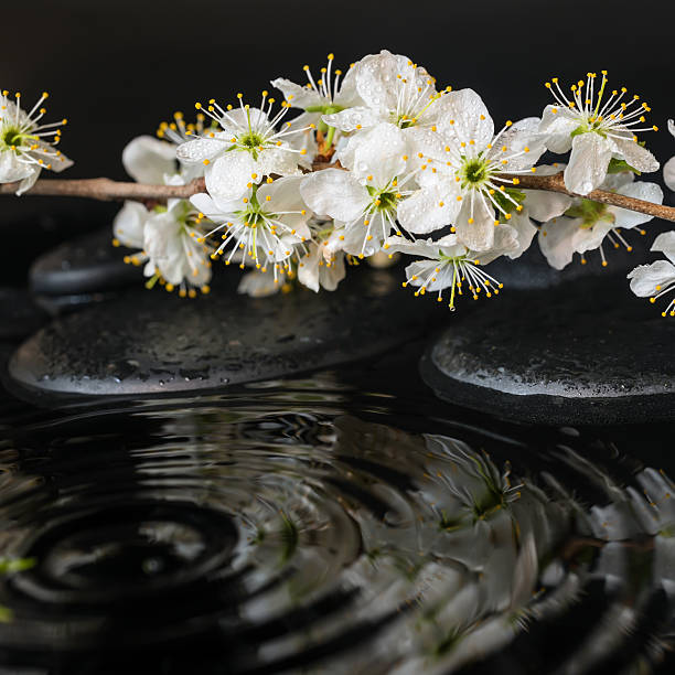 zestaw spa zen kamieni, kwitnące gałązka plum z ripple - matthew spring zdjęcia i obrazy z banku zdjęć