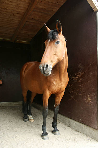 istock Horse in the stable 496649009