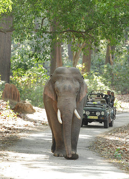 tusker moving on the roads of jim corbett forest - jim corbett national park 個照片及圖片檔