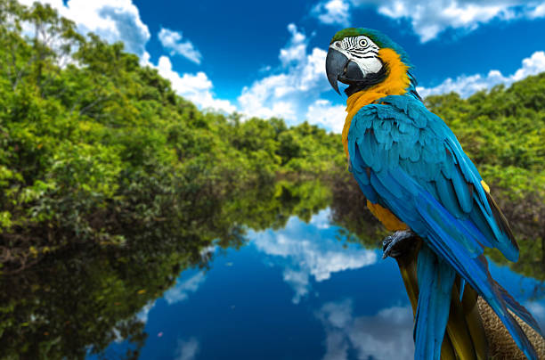 blaue und gelbe ara auf die natur - amazonien stock-fotos und bilder