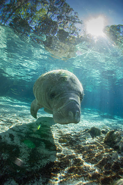 Manatee 4 A Manatee in the Crystal River, Florida. three sisters springs stock pictures, royalty-free photos & images
