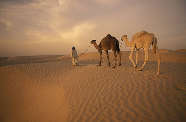 tunesien reisen - camel fair стоковые фото и изображения