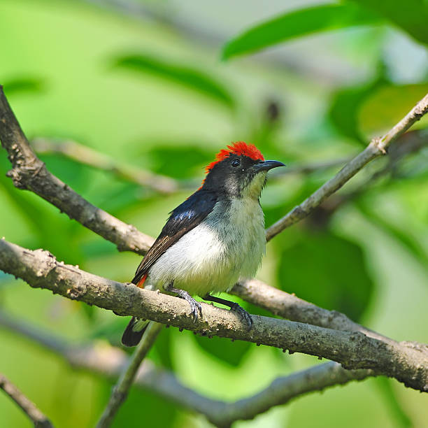 istock Beautiful Bird Scarlet-backed Flowerpecker 496651121