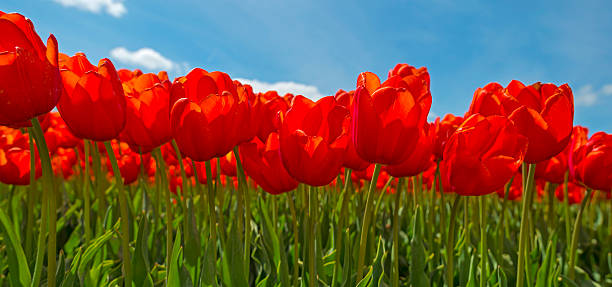 istock Red tulips in a sunny field in spring 496651514