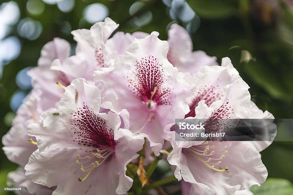 Rhododendron close up of pink rhododendron flower in garden Azalea Stock Photo