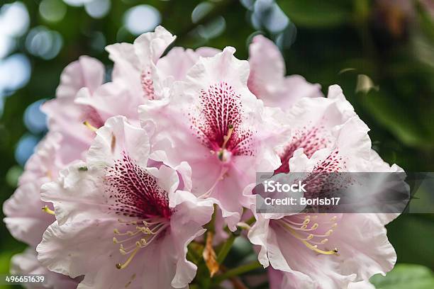 Rhododendron Stock Photo - Download Image Now - Azalea, Backgrounds, Beauty