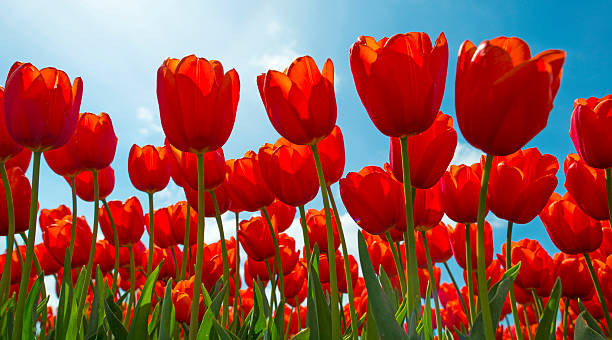 istock Red tulips in a sunny field in spring 496651796