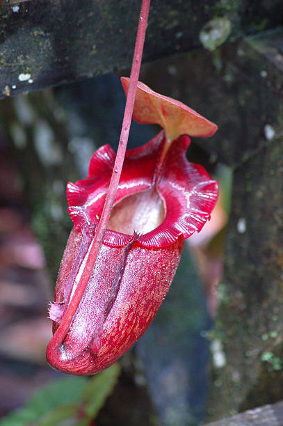 Red Nepenthes Rajah Pitcher Plant The biggest pitcher plant in the world, the red Nepenthes Rajah Pitcher Plant is native to Mount Kinabalu and neighbouring Mount Tambuyukon, both located in Kinabalu National Park, Sabah, Malaysian Borneo. nepenthes rajah photos stock pictures, royalty-free photos & images