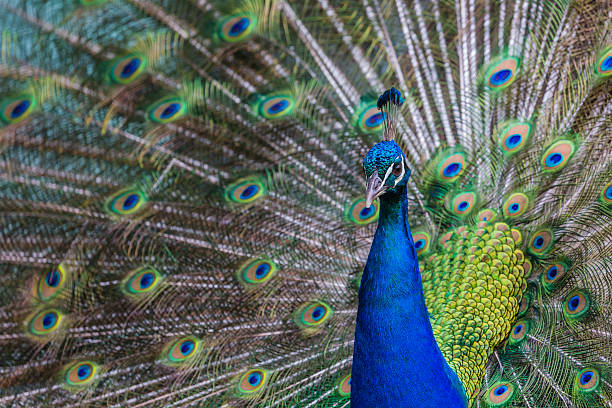 istock Portrait of beautiful peacock with feathers out 496652962