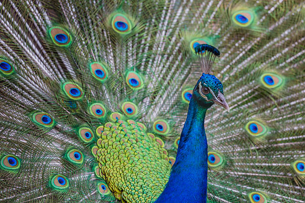 istock Portrait of beautiful peacock with feathers out 496653064