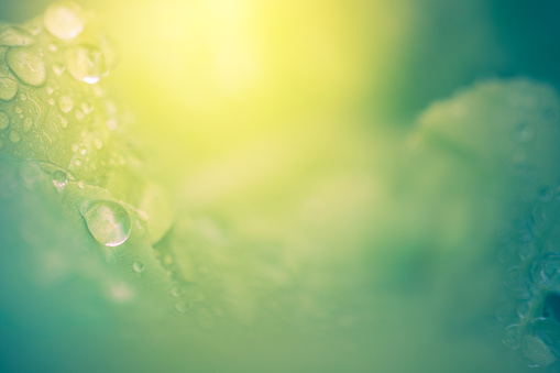 A beautiful and dreamy nature background featuring dew drops of water on green leaves with sunshine. No people in image. High resolution color macro photograph with very selective focus on the water drops. Green and yellow in color, with horizontal composition and copy space.