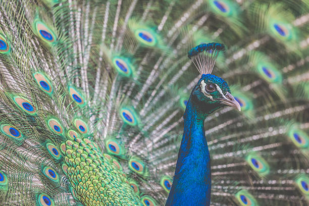istock Portrait of beautiful peacock with feathers out 496653902
