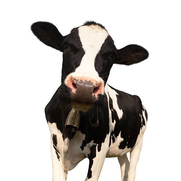 istock head of cow (bos primigenius taurus) with cowbell 496653920