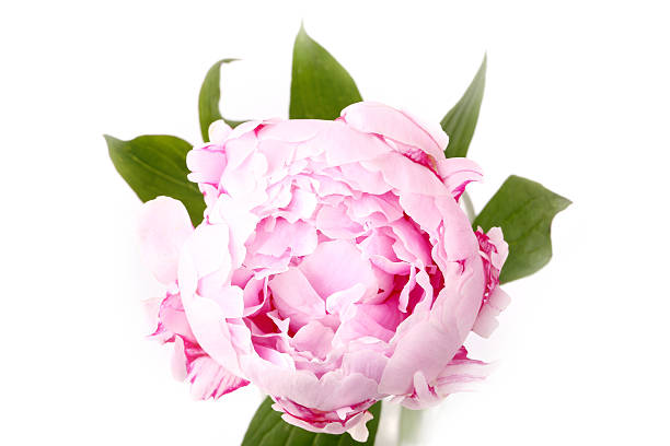 istock Peony isolated on a white background light pink 496654266