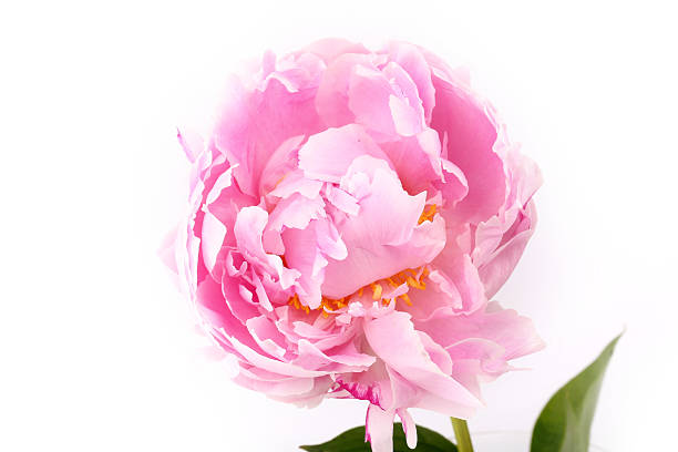 istock Peony isolated on a white background light pink 496654372