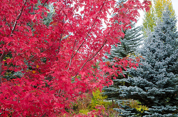 arce y colorado picea azul en las montañas rocosas - spruce tree colorado blue blue spruce fotografías e imágenes de stock