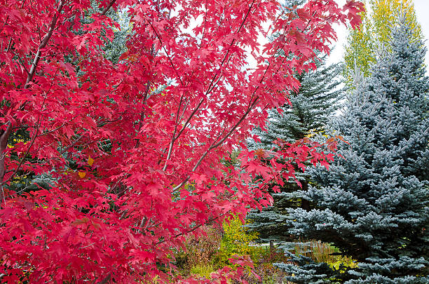 Maple and Colorado Blue Spruce in the Rocky Mountains A maple at peak Fall color grow in front of Colorado Blue Spruce evergreens creating a spectacular landscape which looks like a painting. Each Autumn, the Colorado Rocky Mountains create a dazzling and colorful display as the Maples and Aspens turn brilliant yellow and reds and glow against the evergreens. Taken in Vail, Colorado near the Gore River. picea pungens stock pictures, royalty-free photos & images
