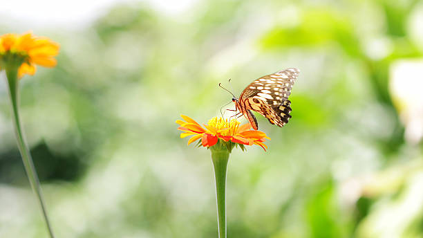 istock Butterfly on Zinnia flower 496654588
