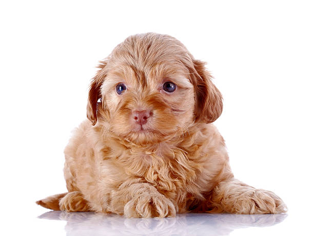 istock Puppy of a decorative doggie on a white background. 496655140