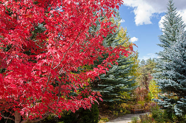 A maple at peak Fall color grow in front of Colorado Blue Spruce evergreens with a park bench creating a spectacular landscape which looks like a painting. Each Autumn, the Colorado Rocky Mountains create a dazzling and colorful display as the Maples and Aspens turn brilliant yellow and reds and glow against the evergreens. Taken in Vail, Colorado near the Gore River.