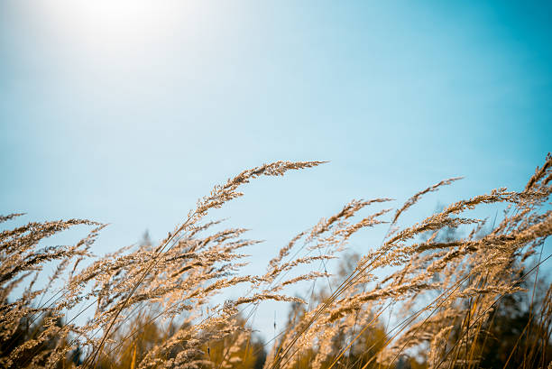 istock Meadow with high grass during windy weather 496656156